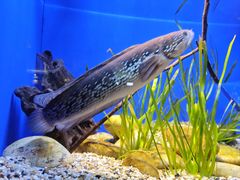 -上海海洋水族馆