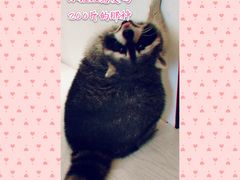 -浣熊柯尔鸭土拨鼠·电玩咖