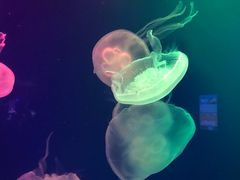 -成都浩海立方海洋公园