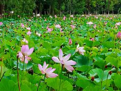 -东郊湿地公园