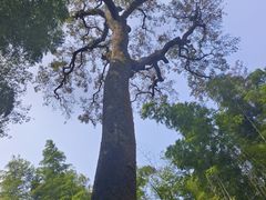 -西湖风景区十里琅珰-五云山