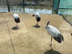 -盐城丹顶鹤湿地生态旅游区