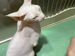 -藦茜花园宠物主题亲子互动体验馆(国顺东路店)