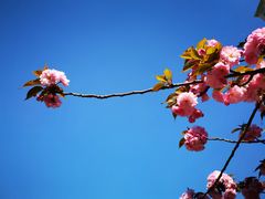 -新虹桥中心花园