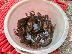 -同銮特种养殖场·龙虾垂钓