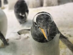 -大连圣亚海洋世界