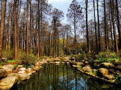 -上海共青森林公园