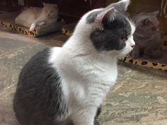 -猫咪博物馆(顶澳仔猫街店)