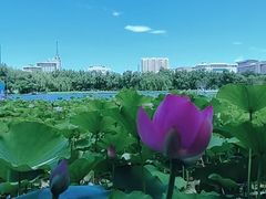 -莲花池公园