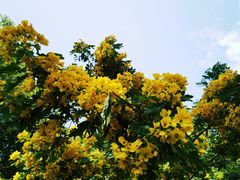 -河源客家文化公园