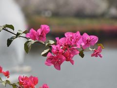 -广州莲花山旅游区