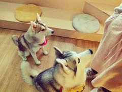 -Husky Go! 哈士奇体验馆·宠物咖啡厅狗咖