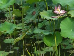 -福建鲤鱼洲酒店