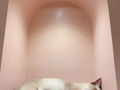 -猫儿山۰猫主题餐厅
