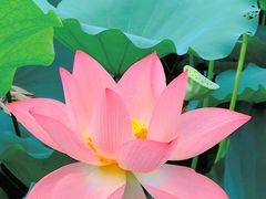 -荔湾湖公园