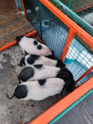 -小蜜蜂农场(凯德七宝购物广场店)