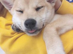 -浣熊柯尔鸭土拨鼠·电玩咖