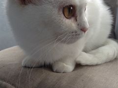 -喵的天空名猫咖啡馆·撸猫·猫舍·用品