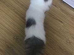 -汪小喵宠物·戴维斯乐芳希施宠馨宝皮毛调理洗护店