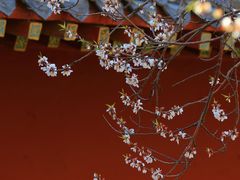 -桃花堤公园