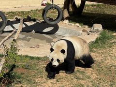 -石家庄市动物园