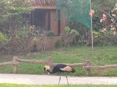-上海野生动物园