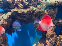 -海合安武汉极地海洋公园