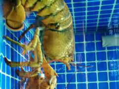 -徽三说·土徽菜·中国徽菜连锁品牌(一中店)