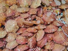 -和源祥·日照菜扛把子(万平口一店)