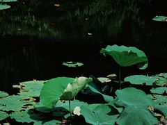 -老桂湖公园-杨升庵博物馆