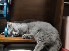 -逗柴咖啡屋·狗咖猫咖宠物桌游