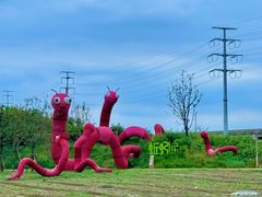 -杭州湾海上花田景区