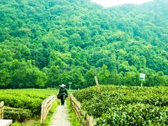 -中国茶叶博物馆(双峰馆区)