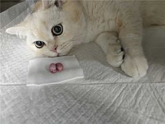 -宠颐生猫科·内科皮肤科(西平世纪城店)