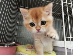 -翊宠yipet猫狗购宠庄园犬舍•猫舍