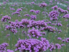 -石井坡(地铁站)