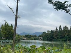 -三垟湿地