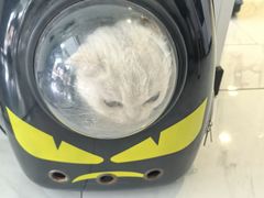 -艾吉宠物医院·疑难杂症转诊中心·猫友好(碧江路院)