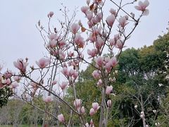 -上海滨江森林公园
