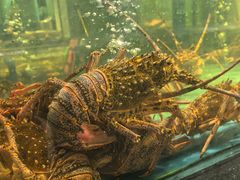 -龙宴海鲜城(经中路店)