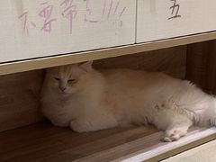 -藏猫猫咖啡主题馆(中央大道店)