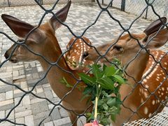 -长白岛森林公园