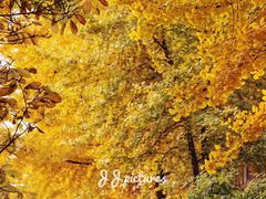 -三里屯东五街银杏大道