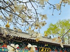 -护国法轮寺