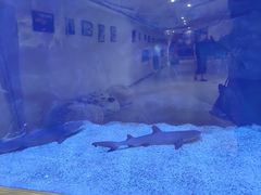 -萌宠奇缘(荣鼎店)