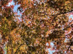 -杭州半山国家森林公园