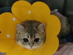 -中农国际动物医院24小时·猫科·骨科·急重症中心