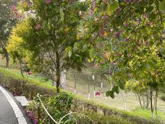 -神光山国家森林公园