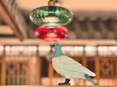 -大鸽饭(岗顶店)