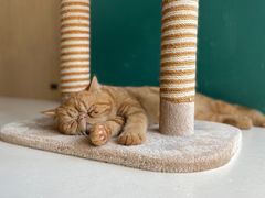 -飞行喵MR PILOT|猫舍·猫咖(静安大融城店)